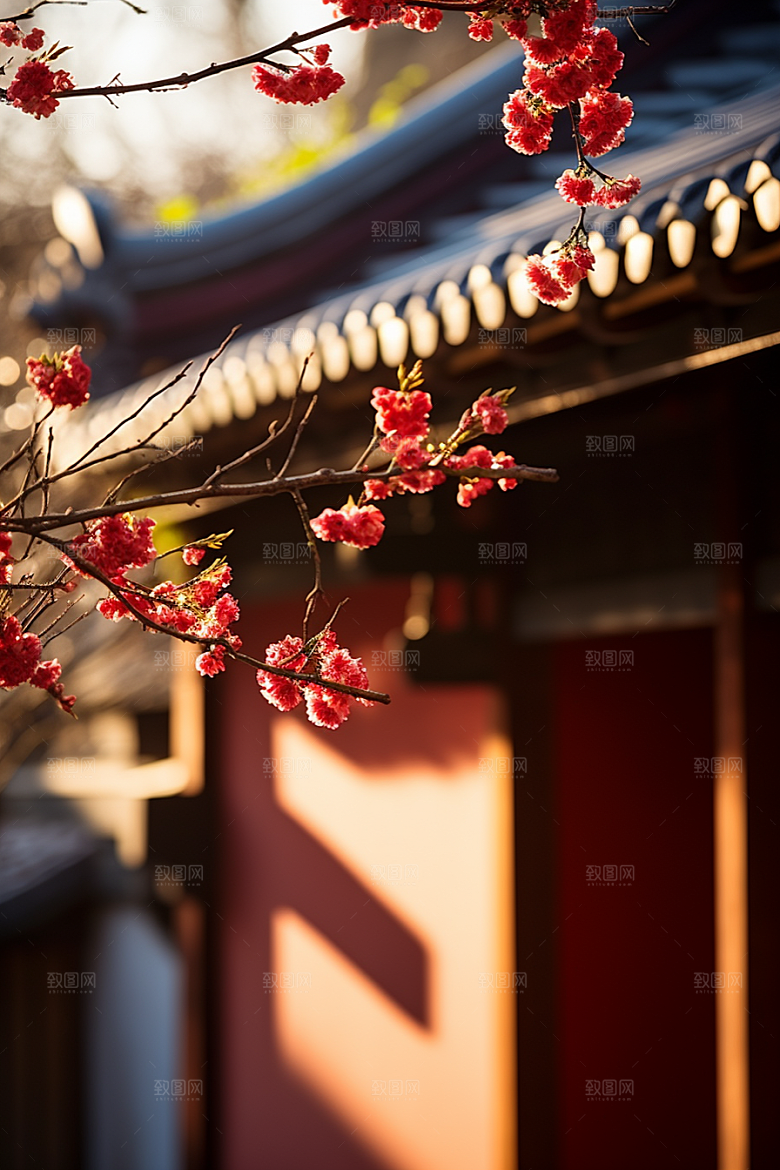 冬天腊梅花传统园林摄影图