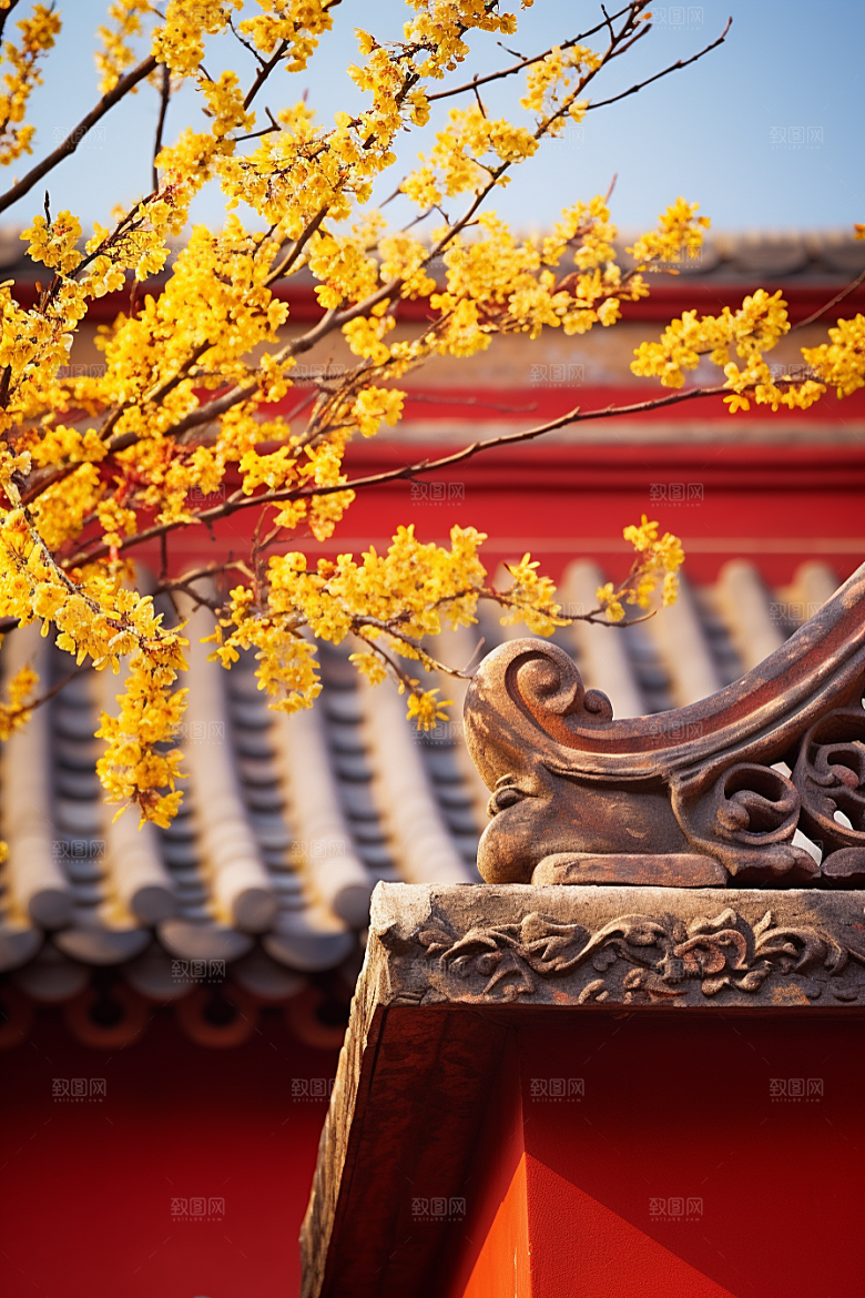 冬天腊梅花园林高清摄影图
