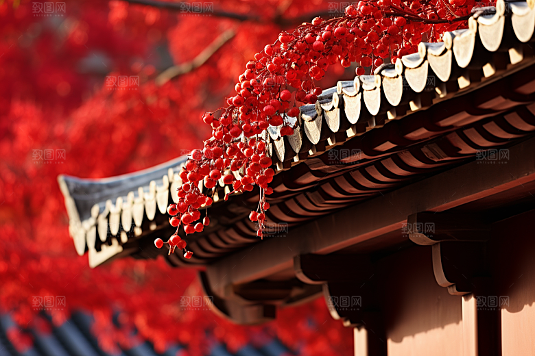 冬天腊梅花花卉优雅摄影图