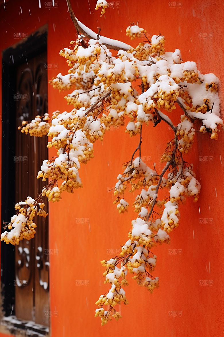 冬天腊梅花花卉冬季摄影图
