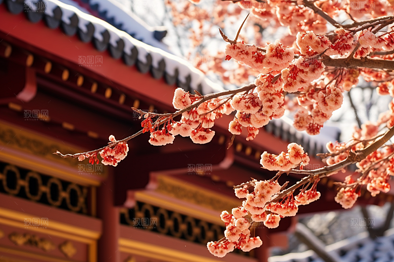 冬天腊梅花花卉高清摄影图