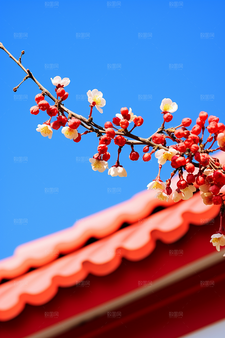 冬天腊梅花花卉高清摄影图