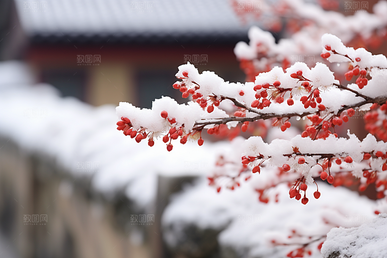 冬天腊梅花优雅花卉摄影图