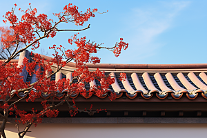 冬天腊梅花新中式花卉摄影图