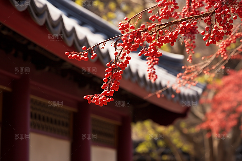 冬天腊梅花花卉植物摄影图