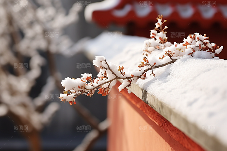 冬天腊梅花植物花卉摄影图