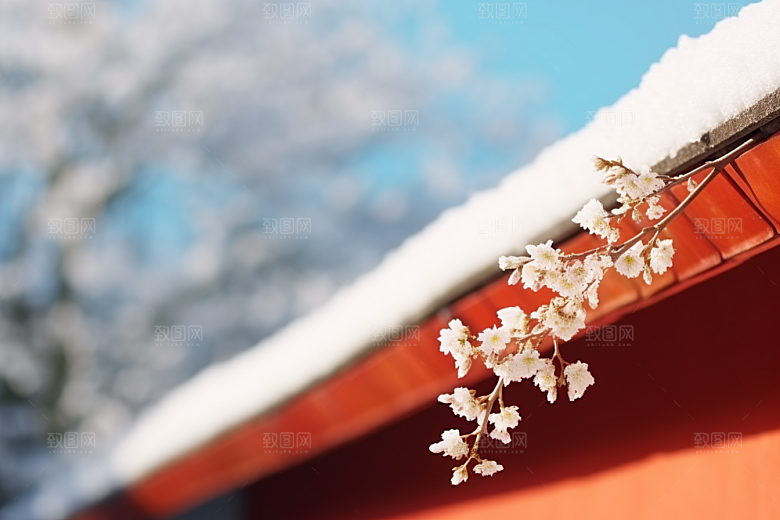 冬天腊梅花冬季寒冷摄影图