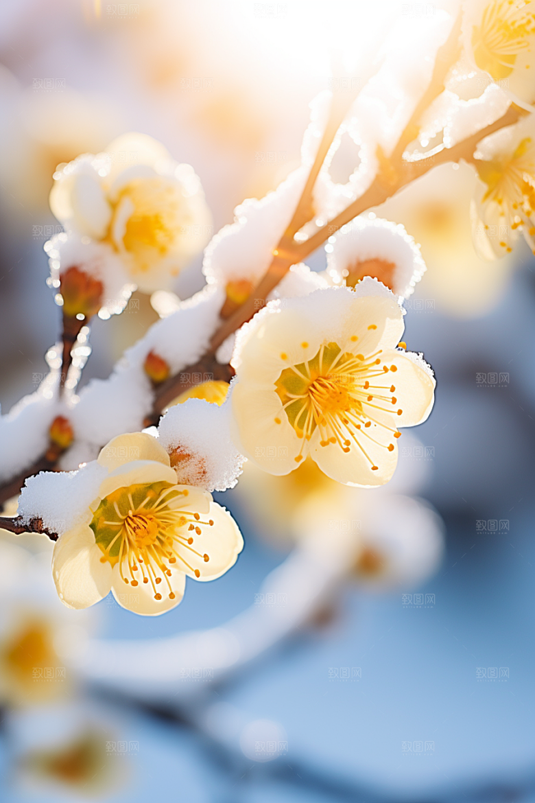 冬天腊梅花植物高清摄影图