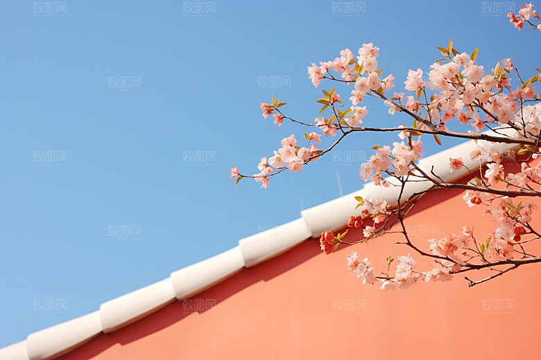 冬天腊梅花植物冬季摄影图