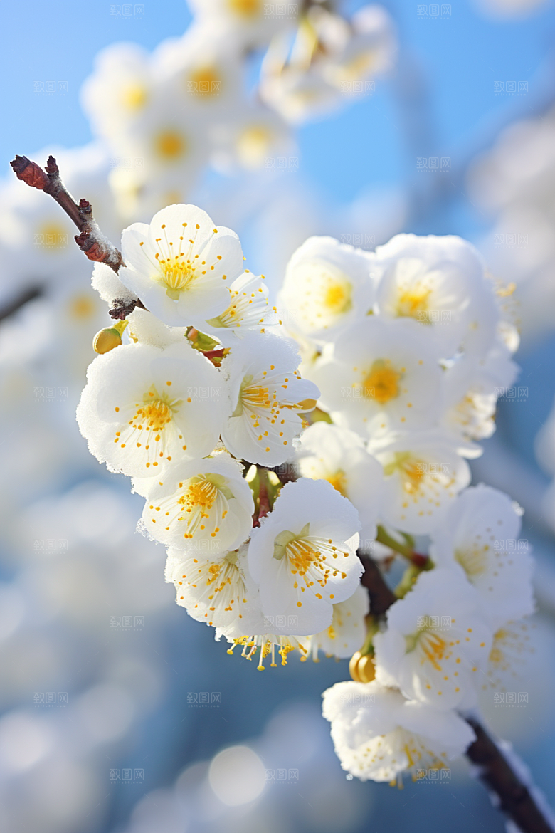冬天腊梅花优雅园林摄影图