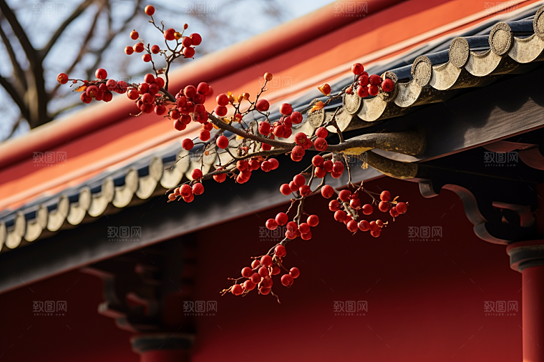 冬天腊梅花高清中国风摄影图