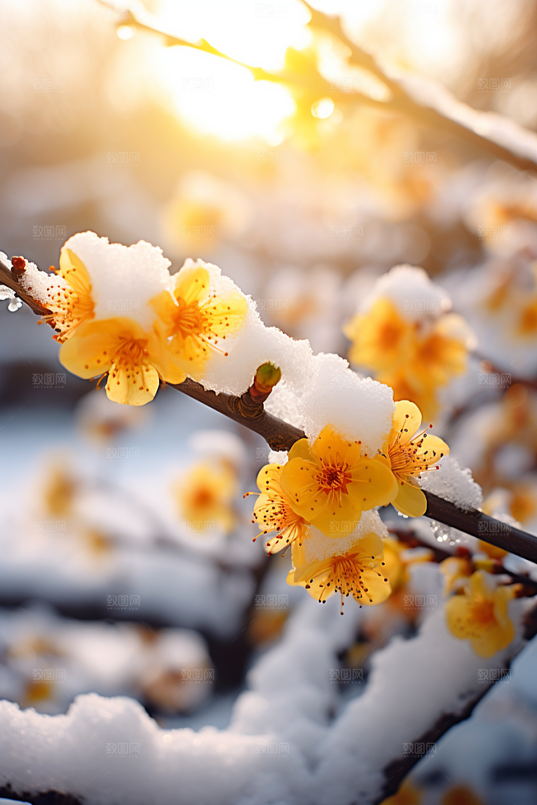 冬天腊梅花芬芳优雅摄影图