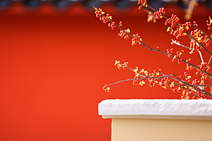 冬天腊梅花中国风花卉摄影图