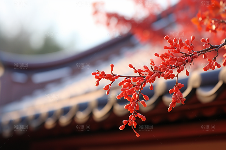 冬天腊梅花高清冬季摄影图