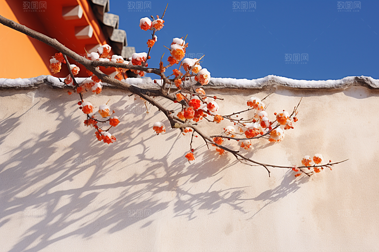 冬天腊梅花新中式传统摄影图