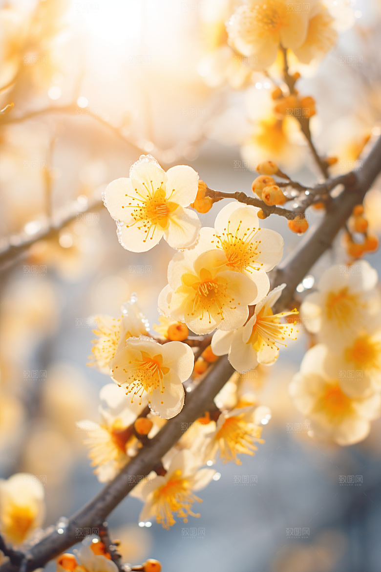 冬天腊梅花芬芳新中式摄影图