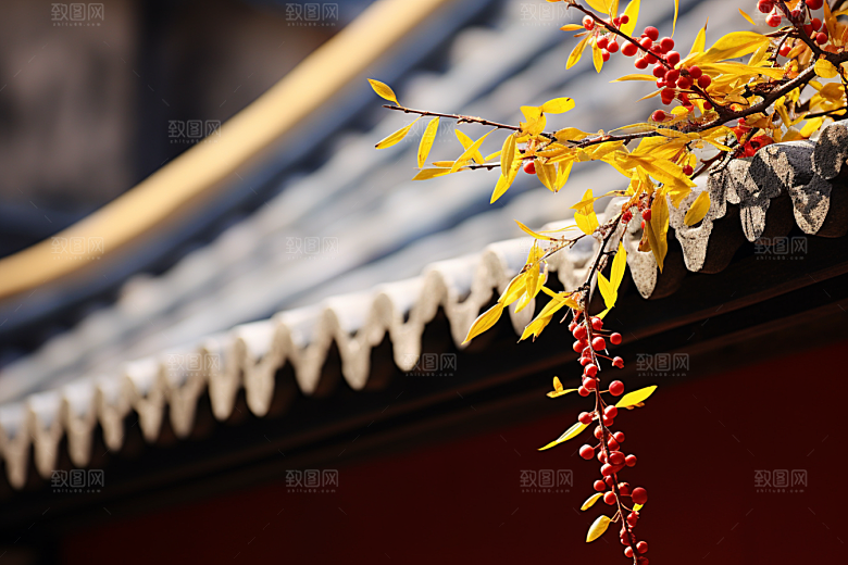 冬天腊梅花寒冷花卉摄影图