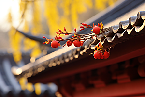 冬天腊梅花中国风高清摄影图