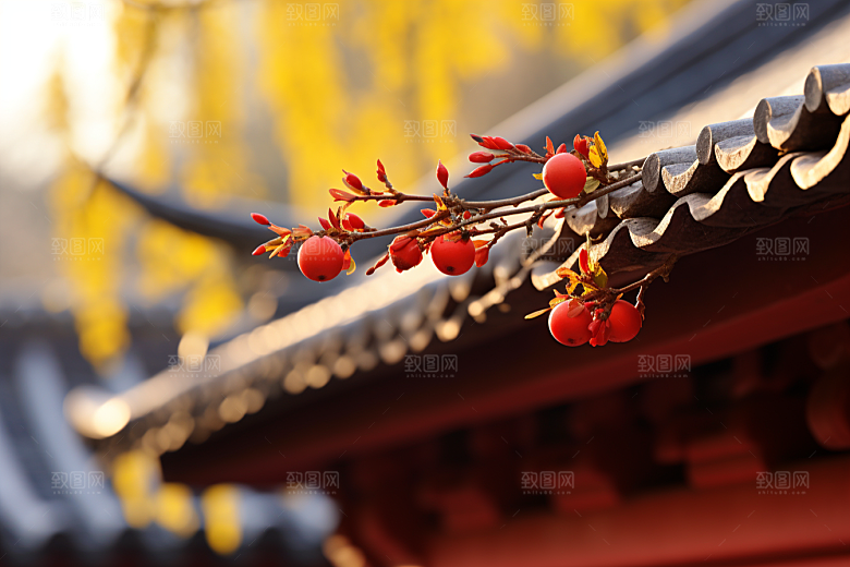冬天腊梅花中国风高清摄影图