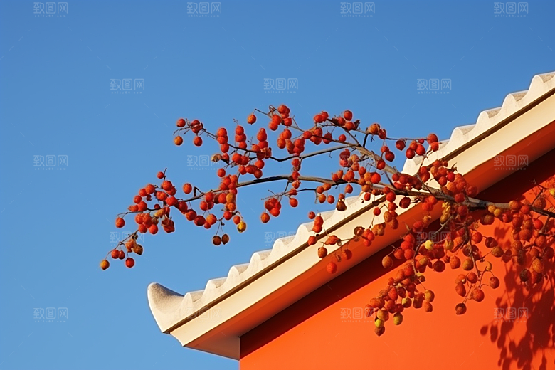 冬天腊梅花花卉传统摄影图