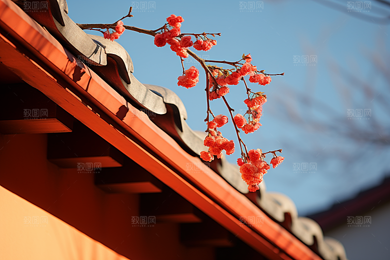 冬天腊梅花传统优雅摄影图