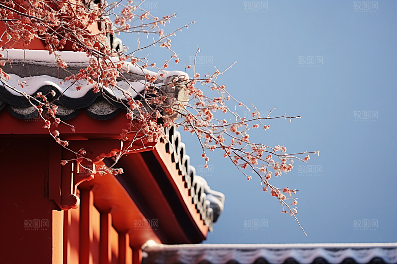 冬天腊梅花传统花卉摄影图