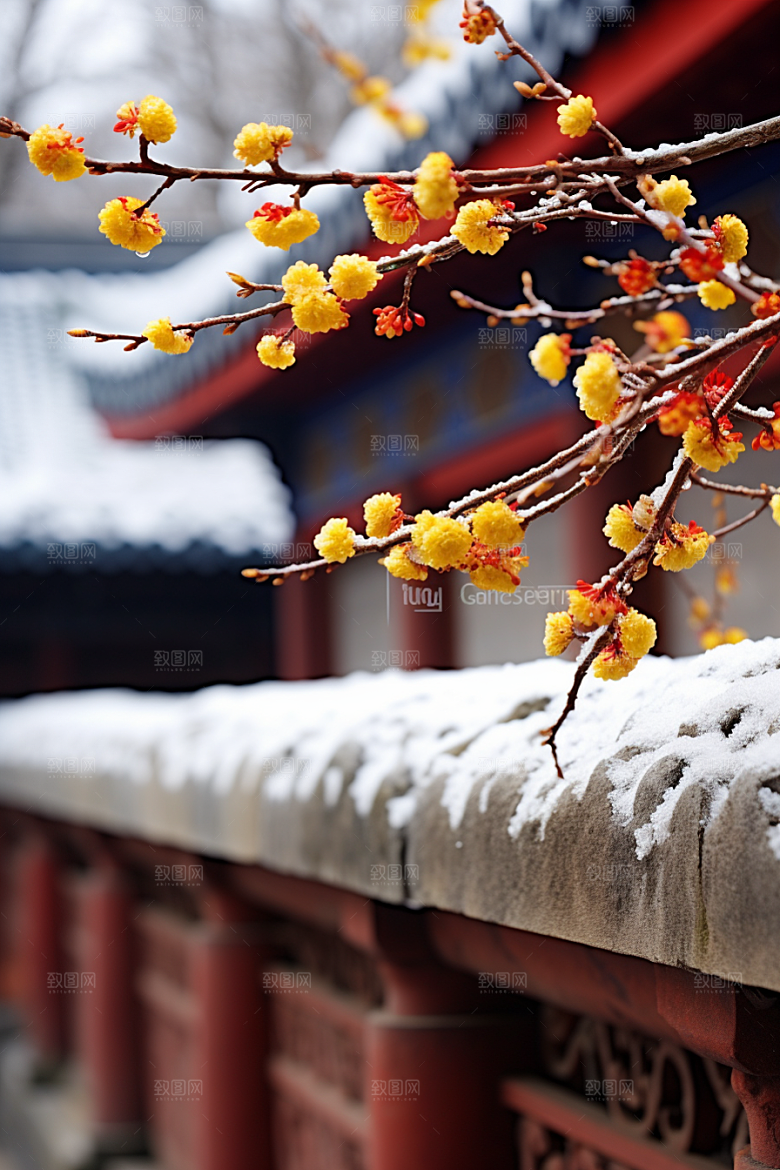 冬天腊梅花优雅传统摄影图