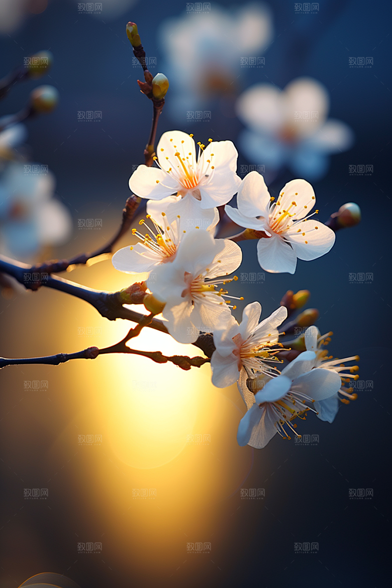冬天腊梅花花卉园林摄影图