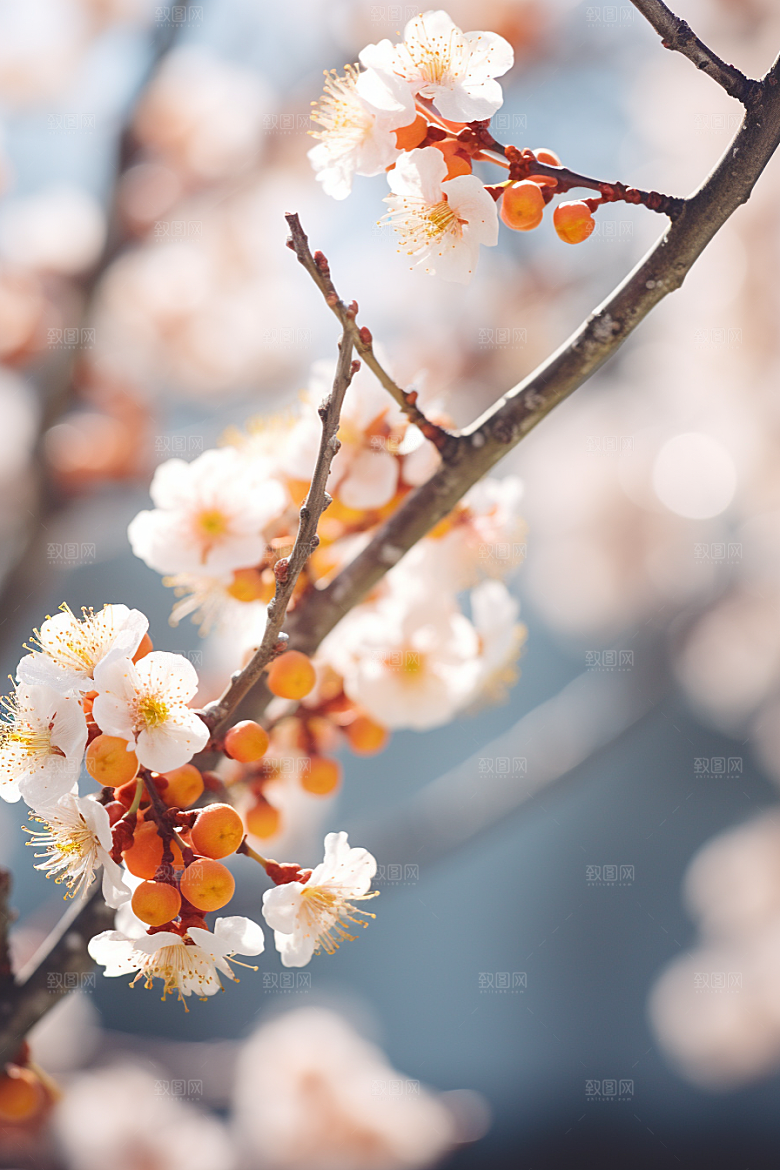 冬天腊梅花芬芳中国风摄影图
