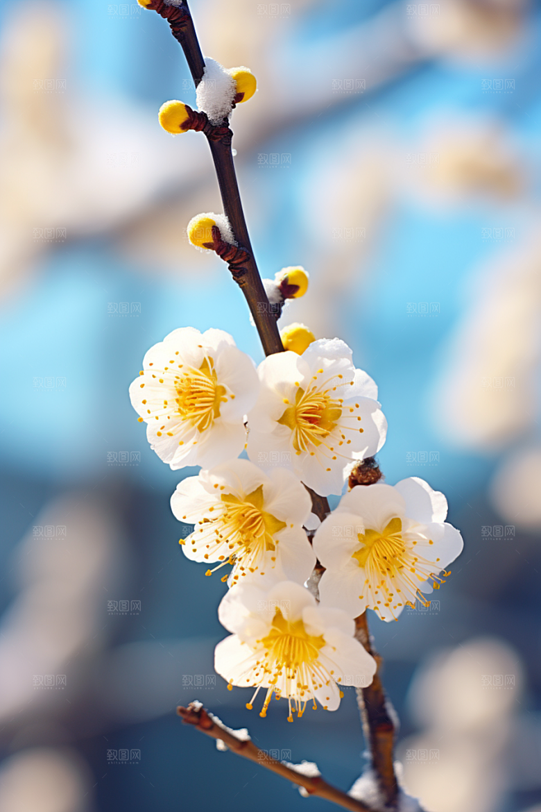 冬天腊梅花自然花卉摄影图