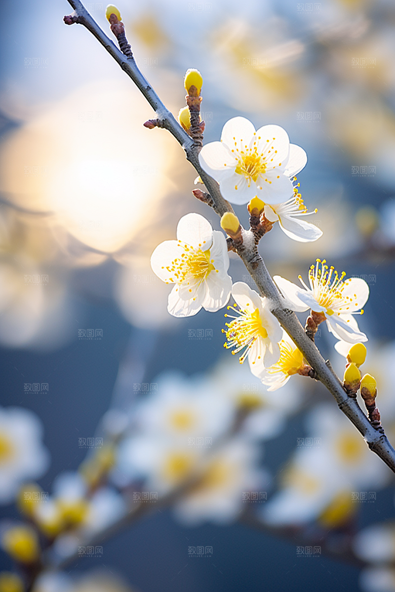 冬天腊梅花花卉园林摄影图