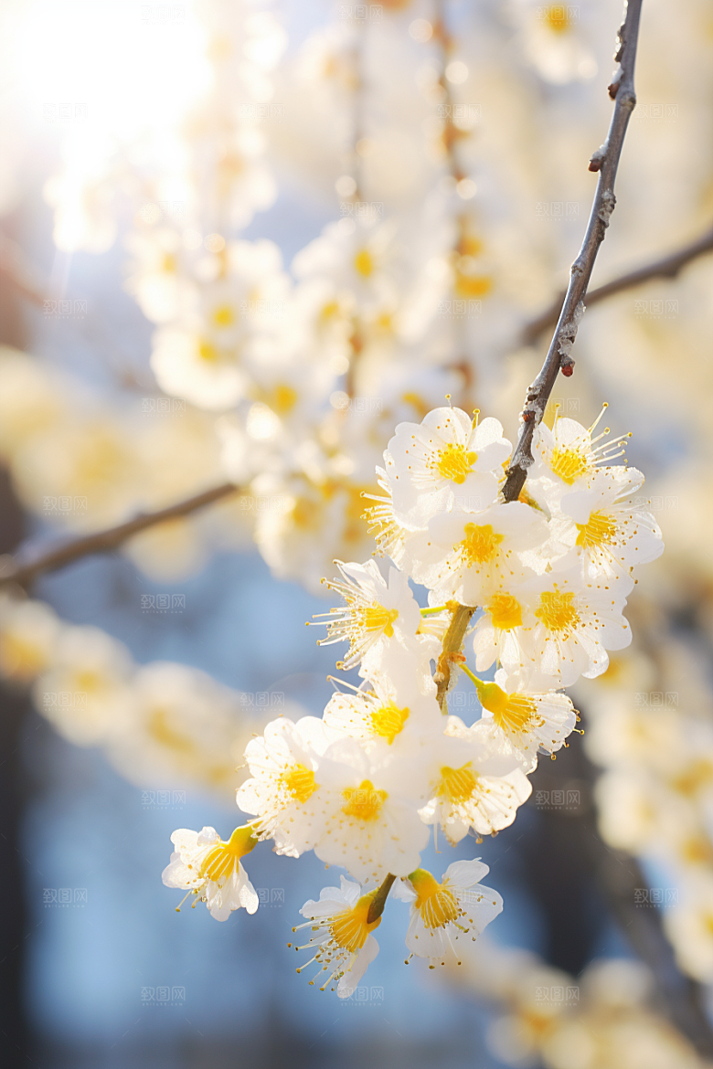 冬天腊梅花花卉自然摄影图
