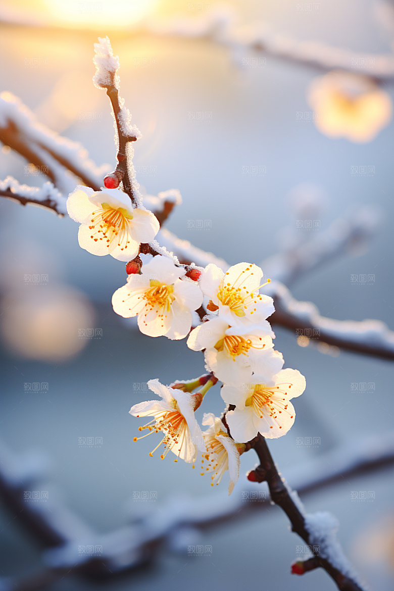 冬天腊梅花新中式花卉摄影图
