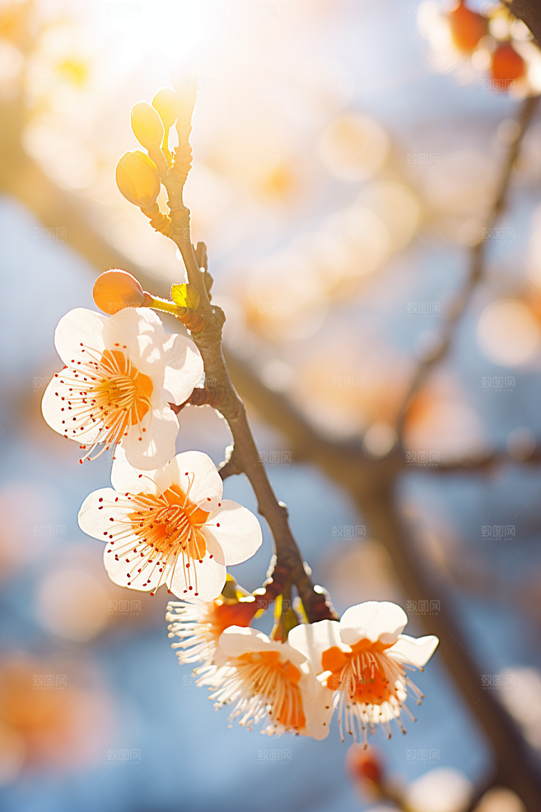 冬天腊梅花花卉传统摄影图