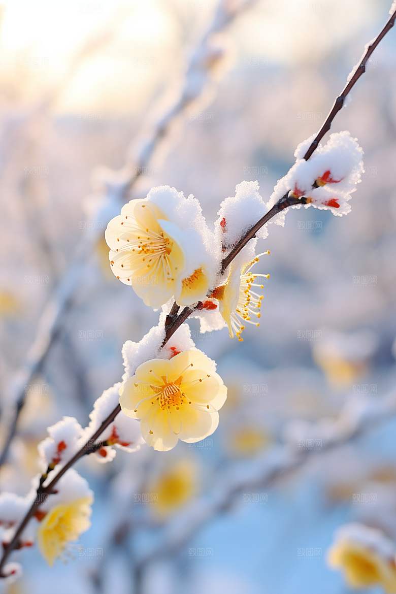 冬天腊梅花花卉植物摄影图