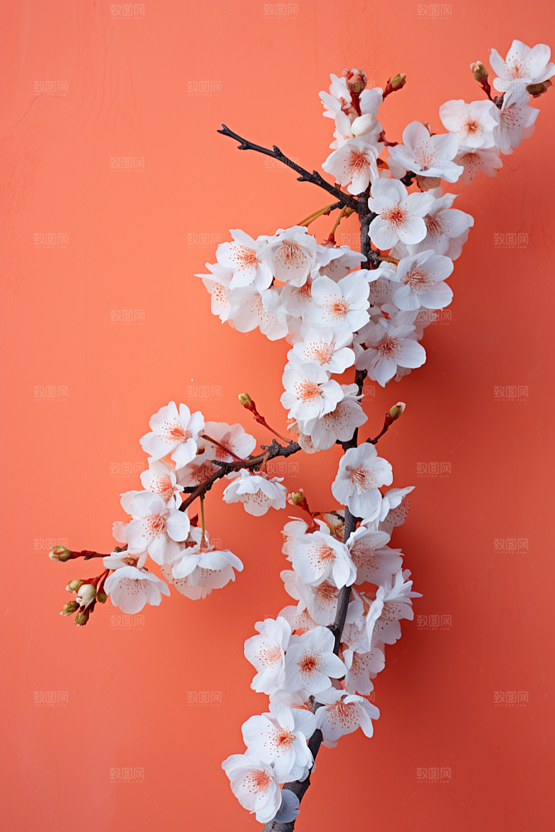 冬天腊梅花新中式芬芳摄影图