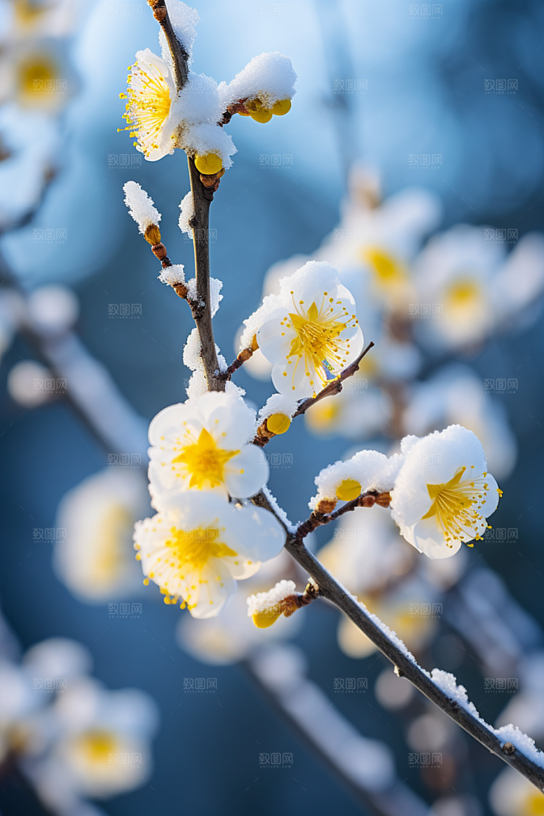 冬天腊梅花寒冷花卉摄影图