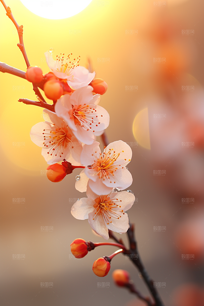 冬天腊梅花花卉自然摄影图