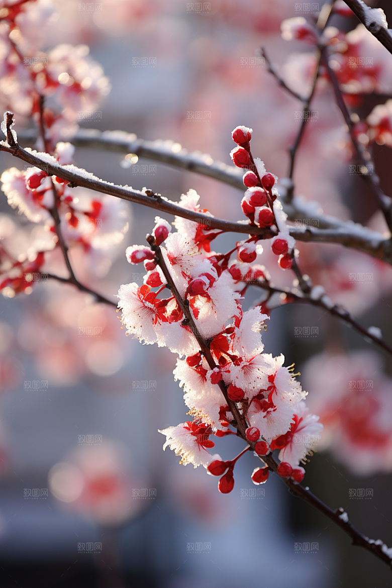 冬天腊梅花花卉冬季摄影图