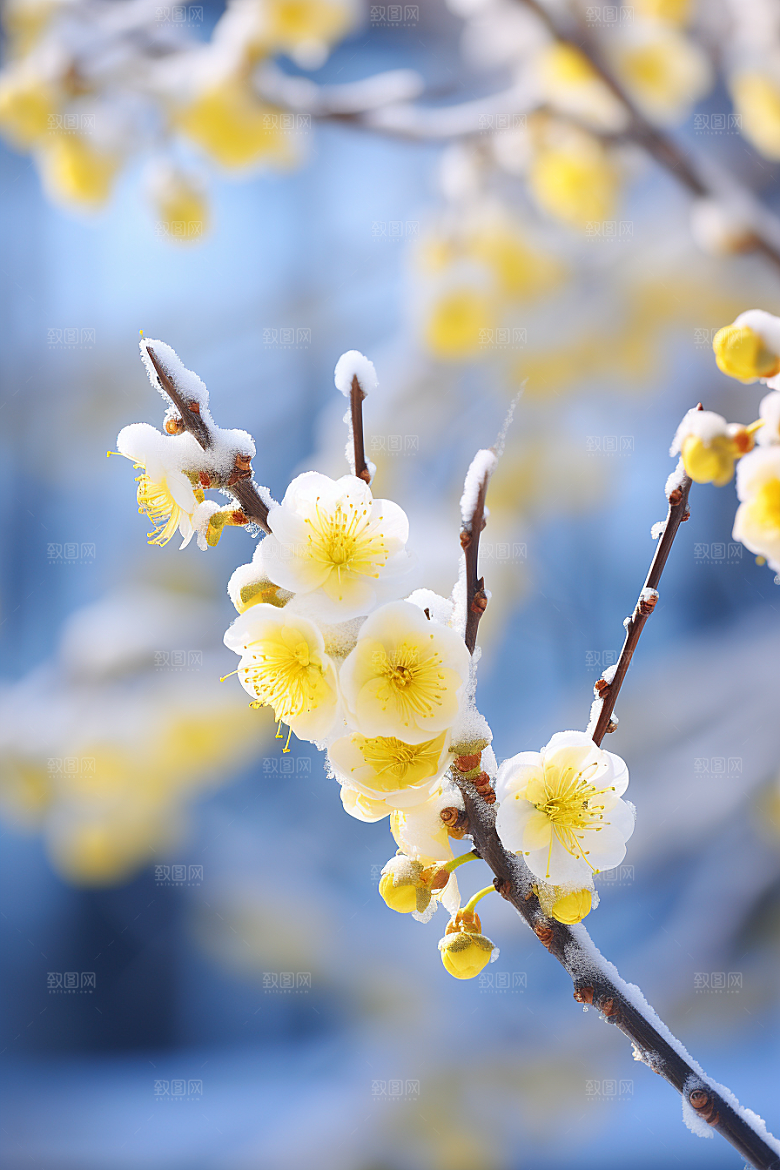 冬天腊梅花寒冷冬季摄影图