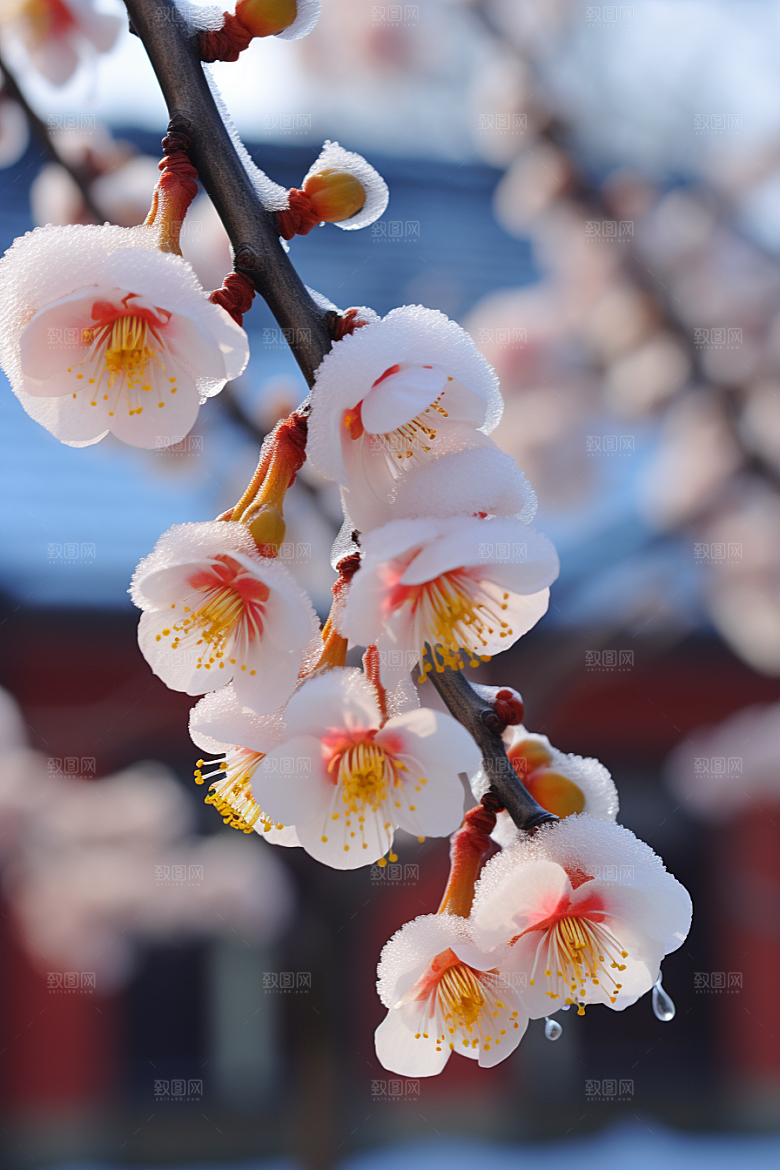 冬天腊梅花花卉自然摄影图