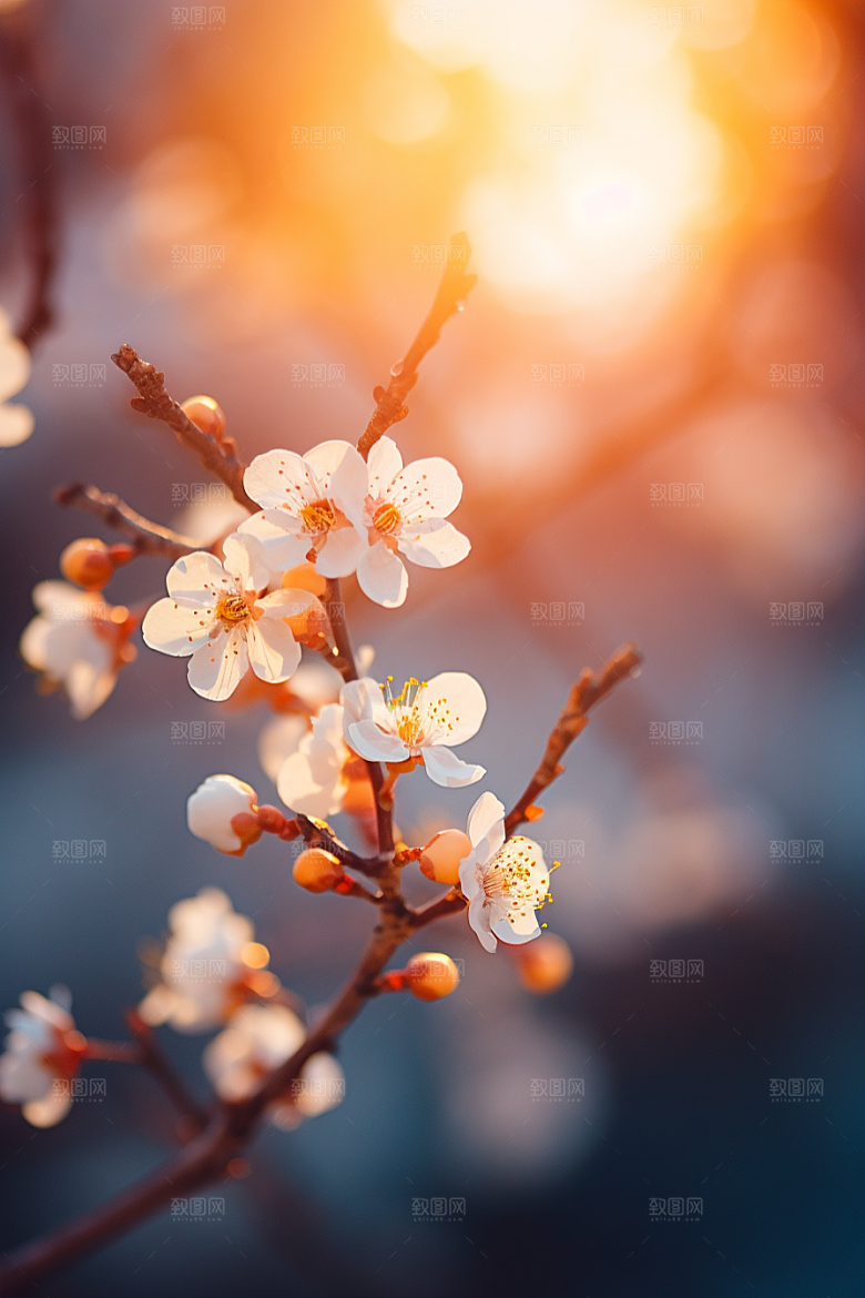 冬天腊梅花新中式花卉摄影图