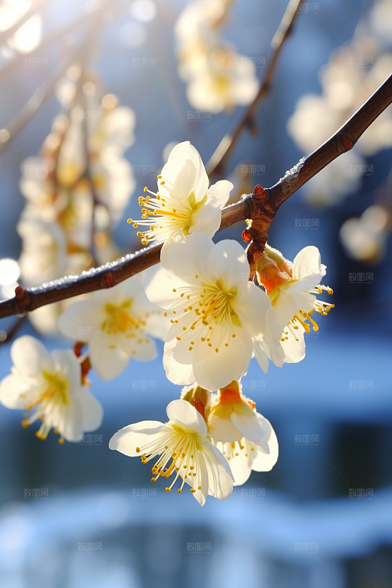 冬天腊梅花花卉园林摄影图