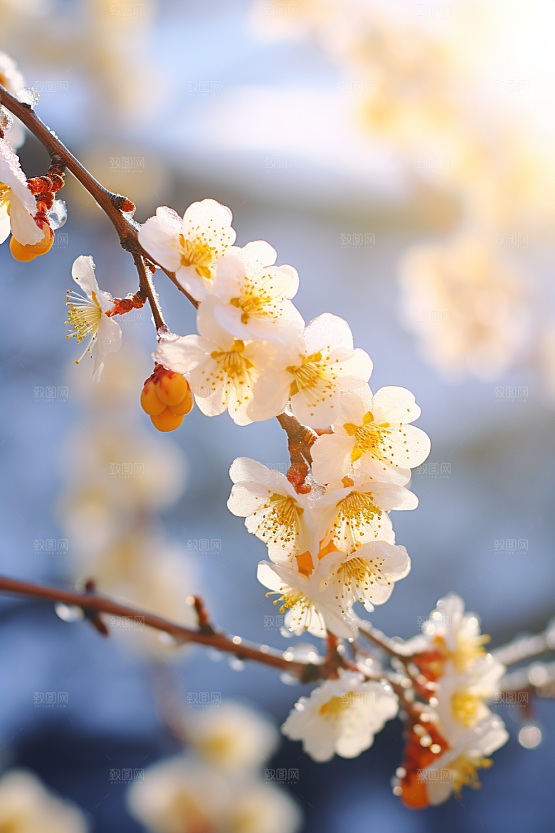 冬天腊梅花高清寒冷摄影图