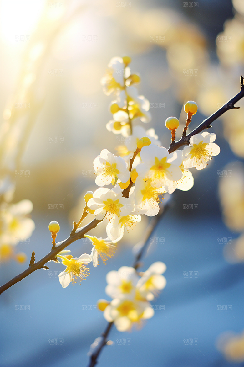 冬天腊梅花寒冷花卉摄影图