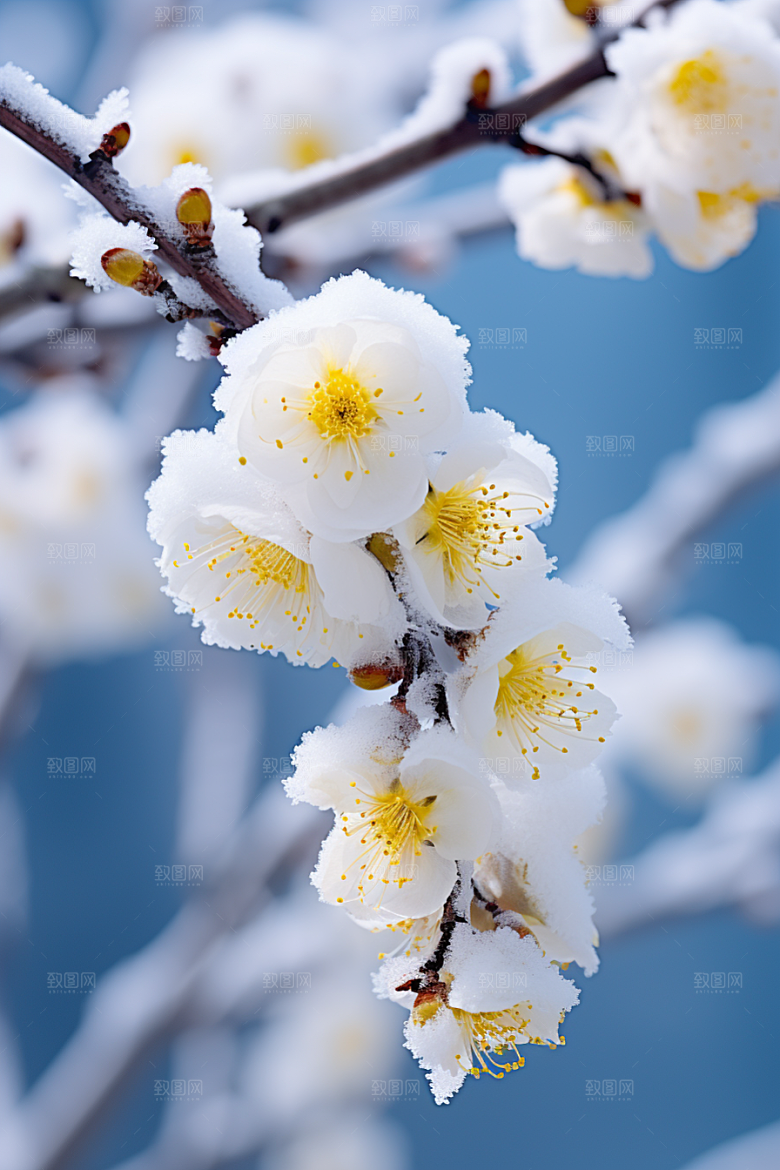 冬天腊梅花芬芳花卉摄影图