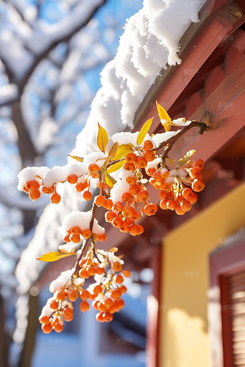 冬天腊梅花园林花卉摄影图