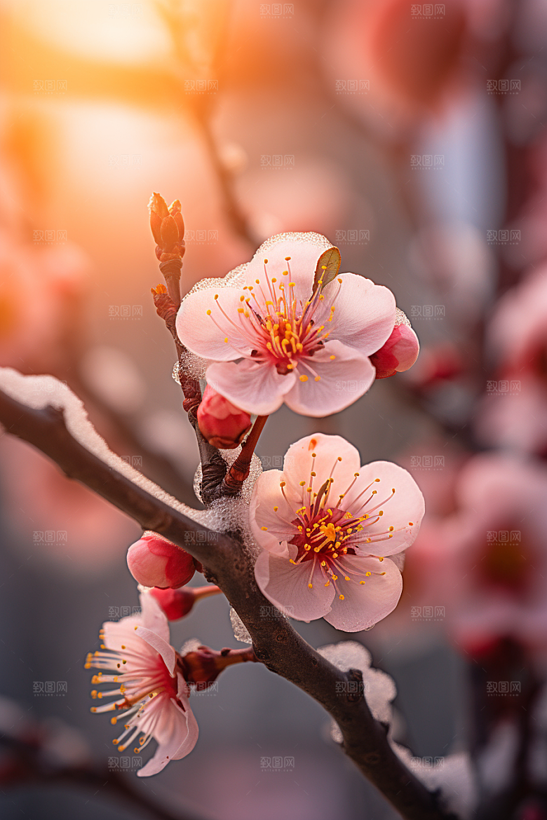 冬天腊梅花植物高清摄影图