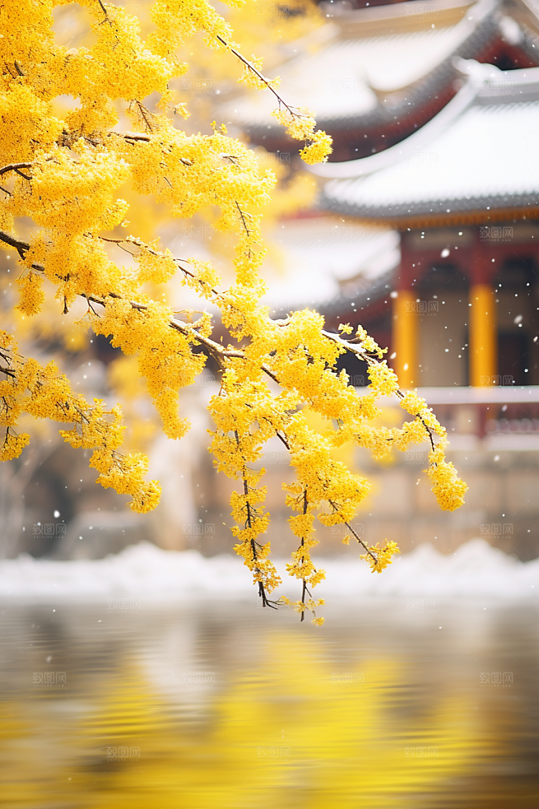 冬天腊梅花高清优雅摄影图
