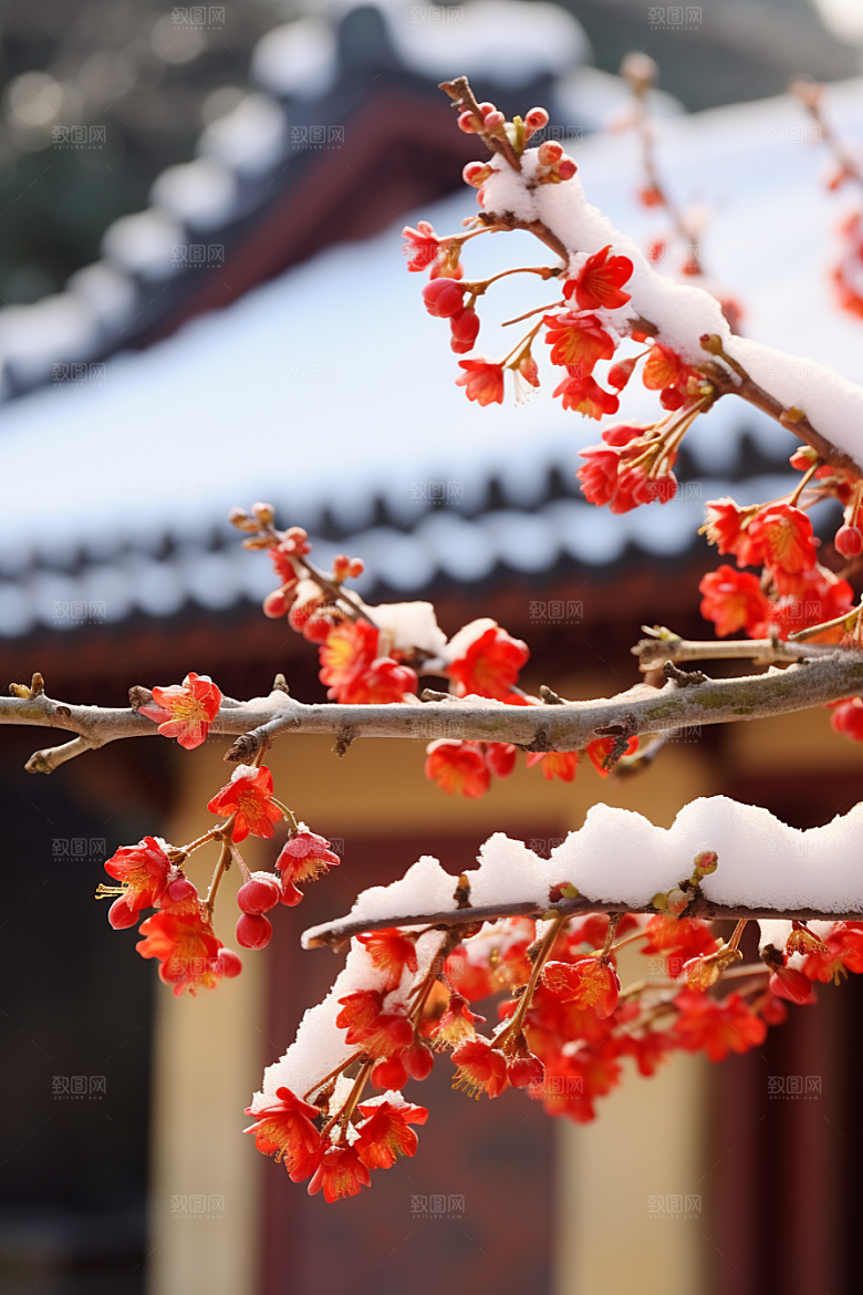 冬天腊梅花冬季高清摄影图